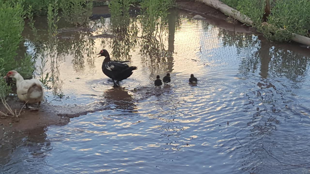 Complejo Rio Los Patos - Apartamentos Barreal Bagian luar foto